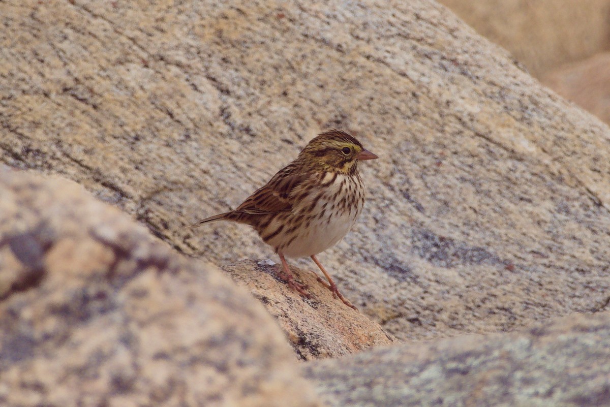 Savannah Sparrow - ML641208412