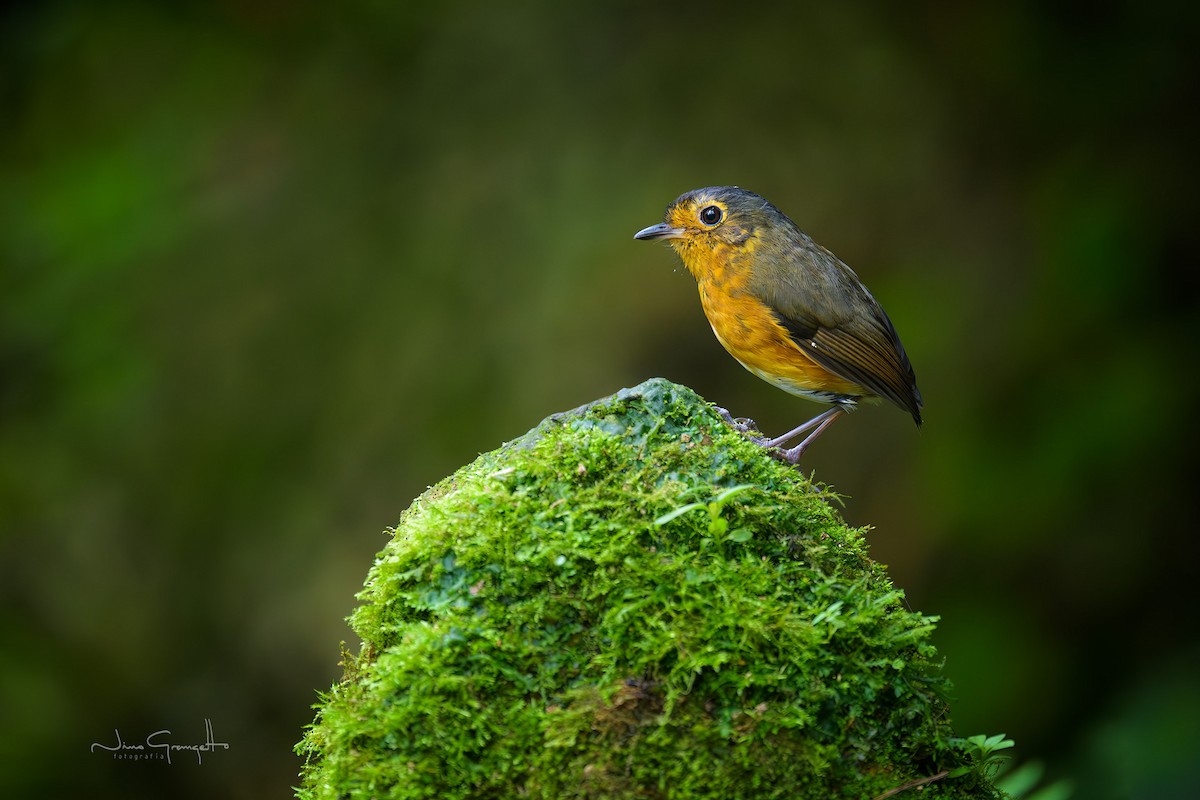 Slate-crowned Antpitta - ML641208419