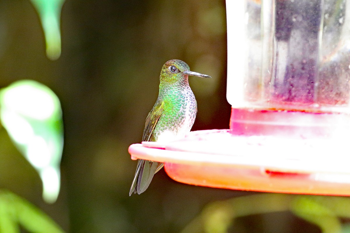 Greenish Puffleg - ML641208422