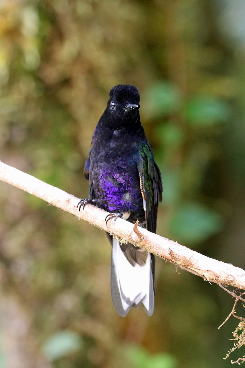 Velvet-purple Coronet - ML641208444