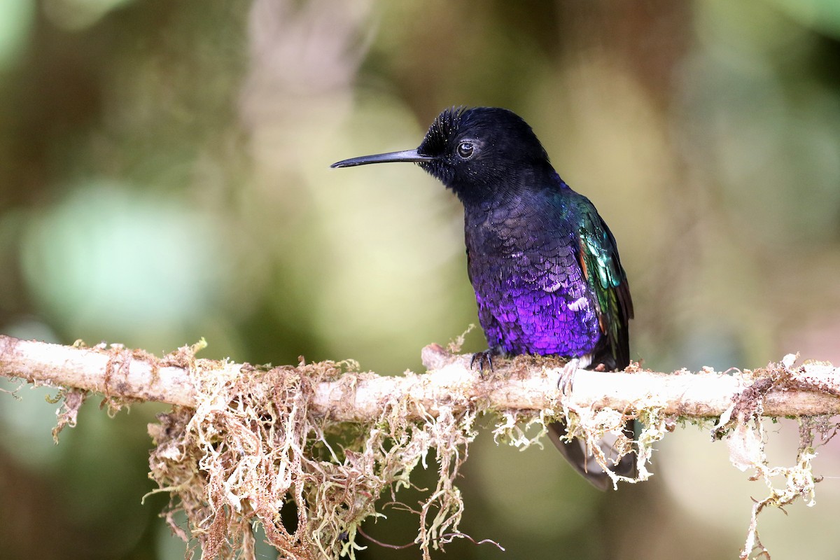 Velvet-purple Coronet - ML641208446