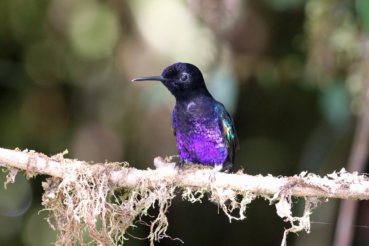 Velvet-purple Coronet - ML641208448
