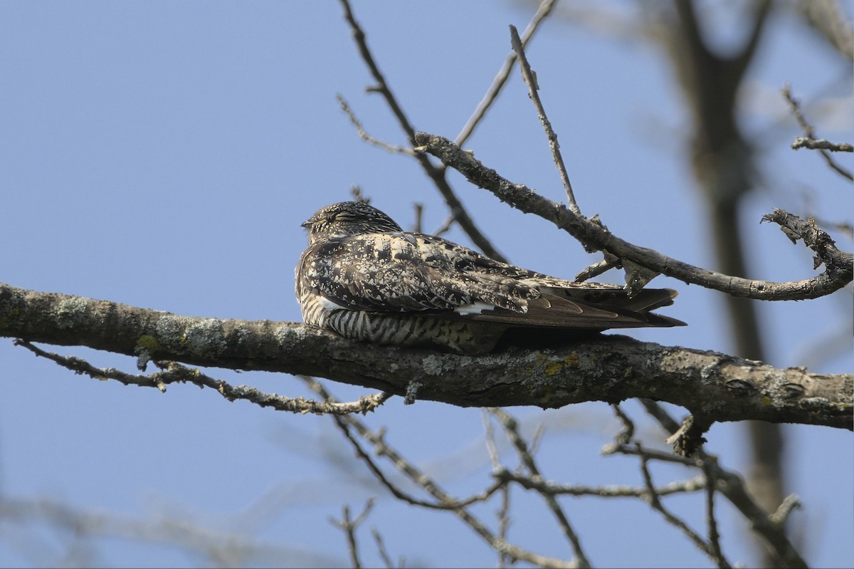Common Nighthawk - ML641208454
