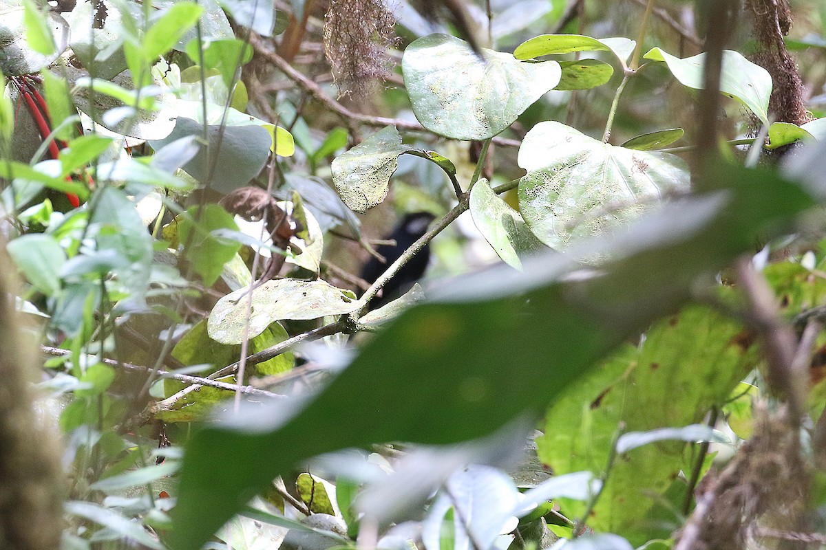 Black Solitaire - ML641208478
