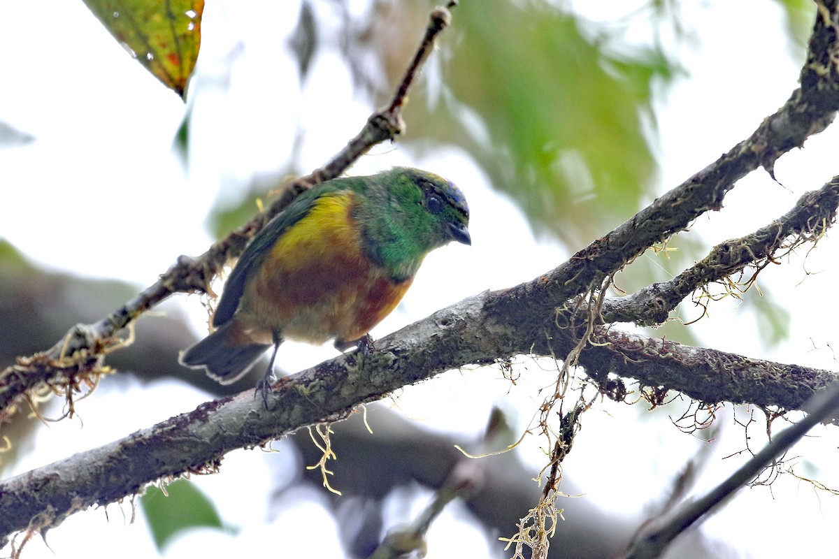 Chestnut-breasted Chlorophonia - ML641208486