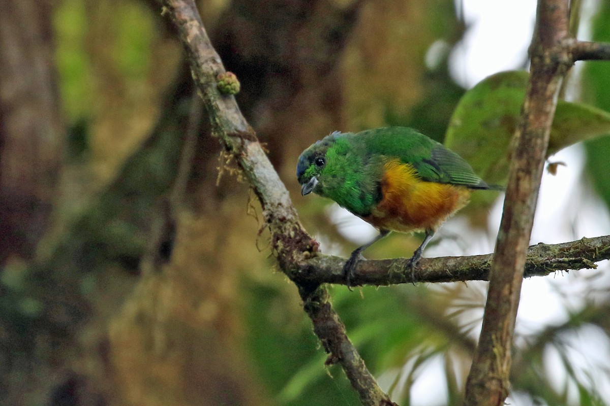 Chestnut-breasted Chlorophonia - ML641208488