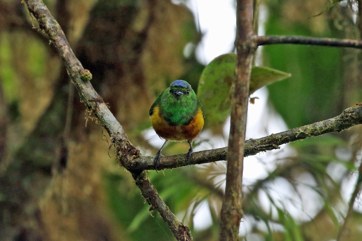 Chestnut-breasted Chlorophonia - ML641208489