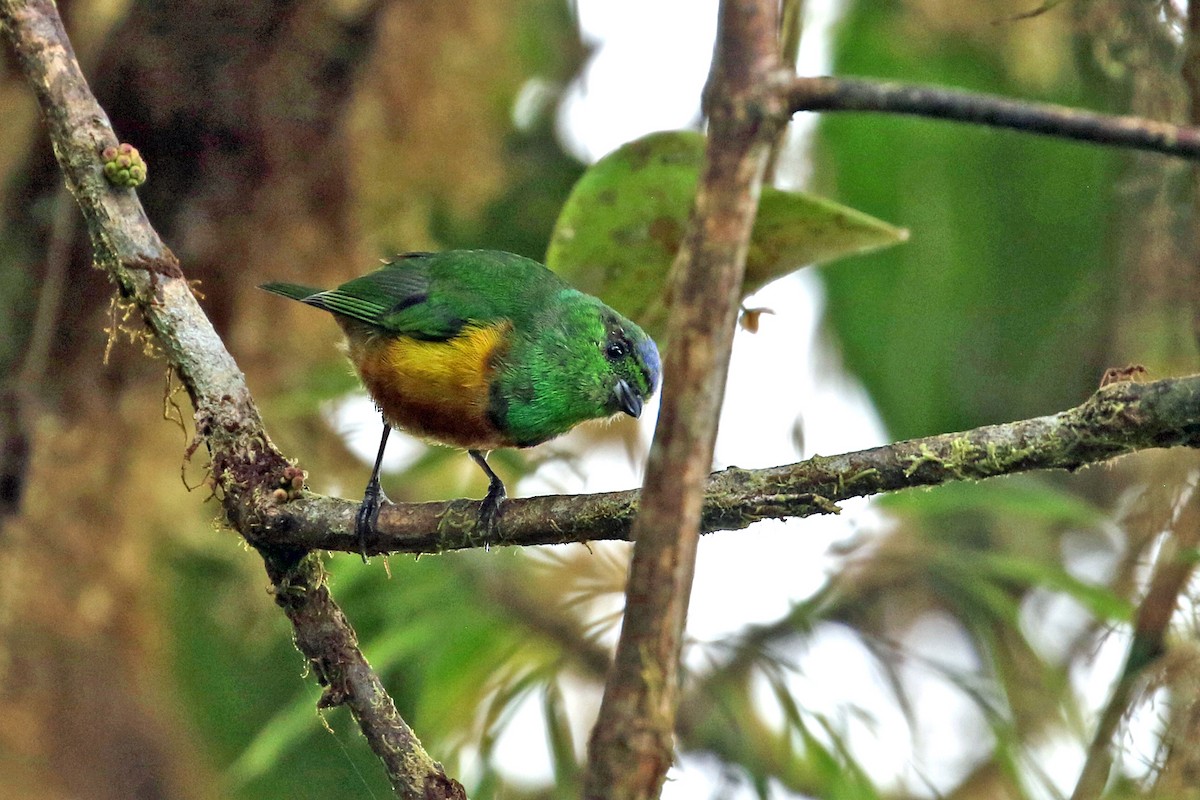 Chestnut-breasted Chlorophonia - ML641208490