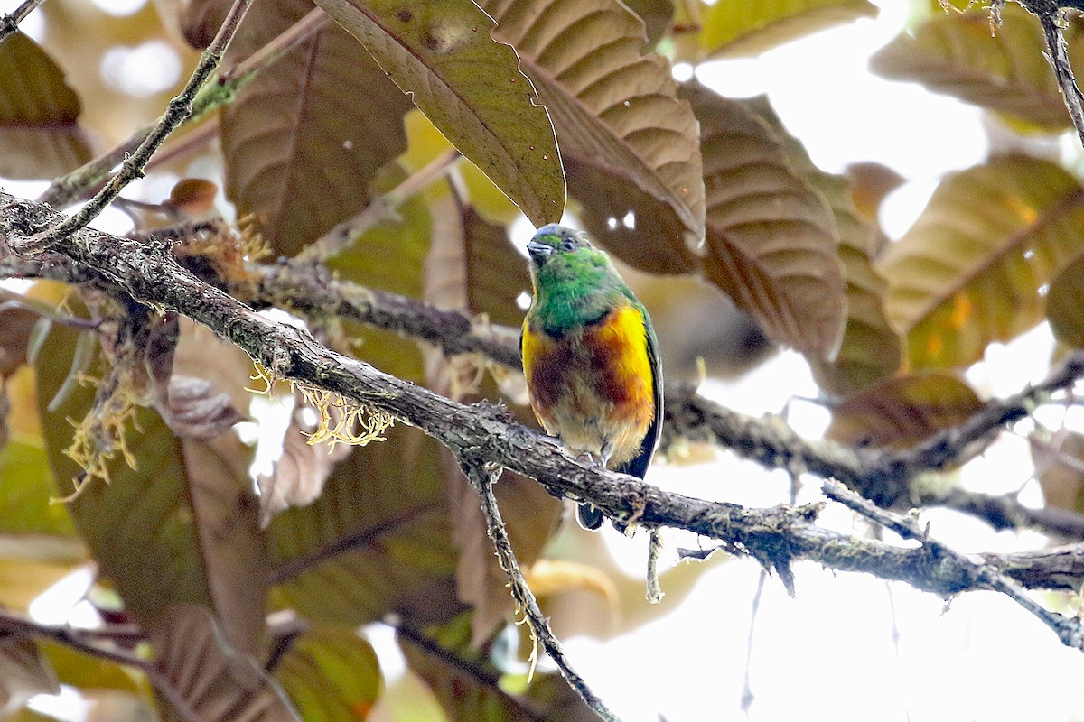 Chestnut-breasted Chlorophonia - ML641208491
