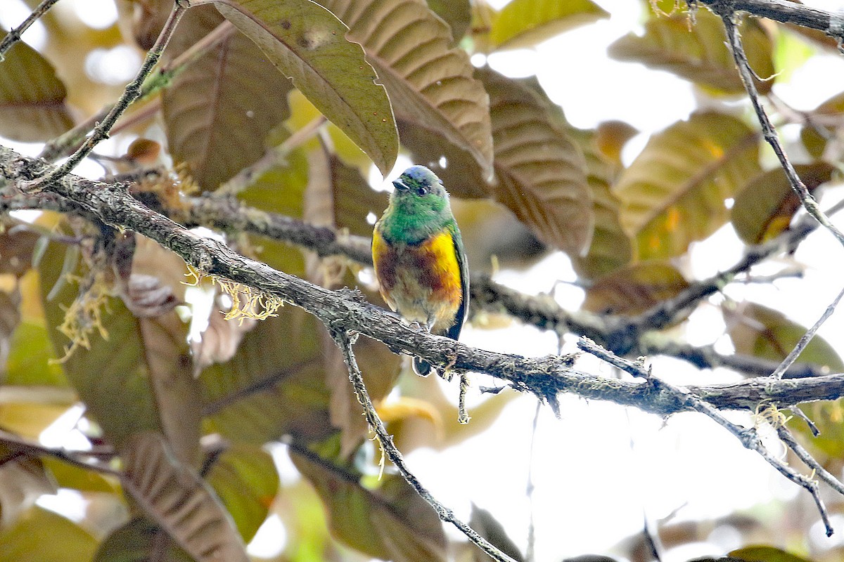 Chestnut-breasted Chlorophonia - ML641208492