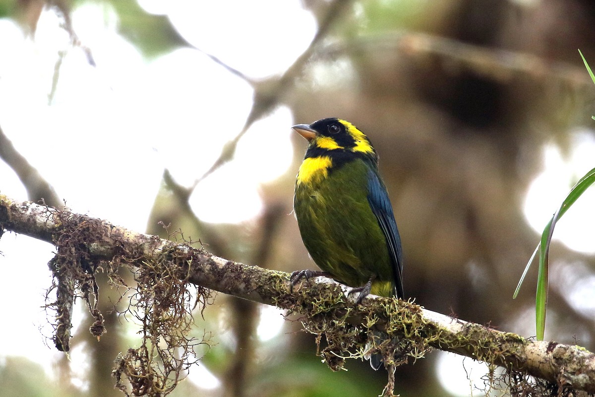 Gold-ringed Tanager - ML641208507