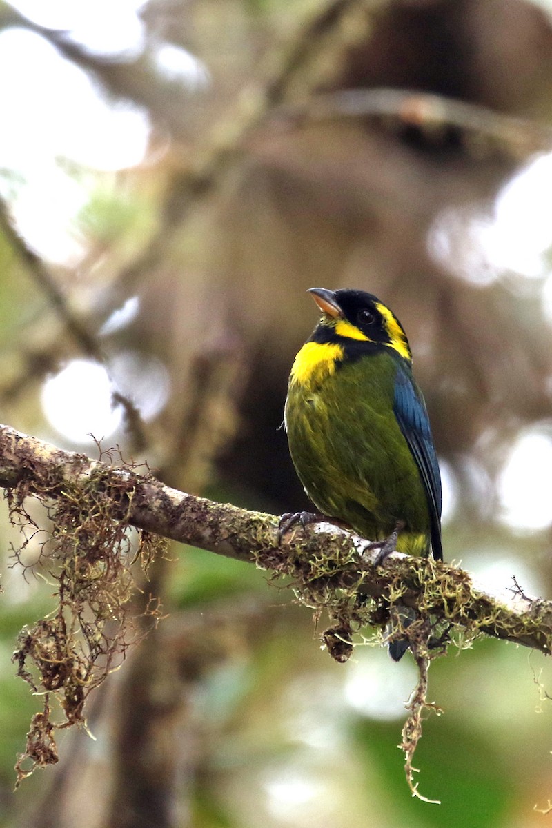 Gold-ringed Tanager - ML641208508