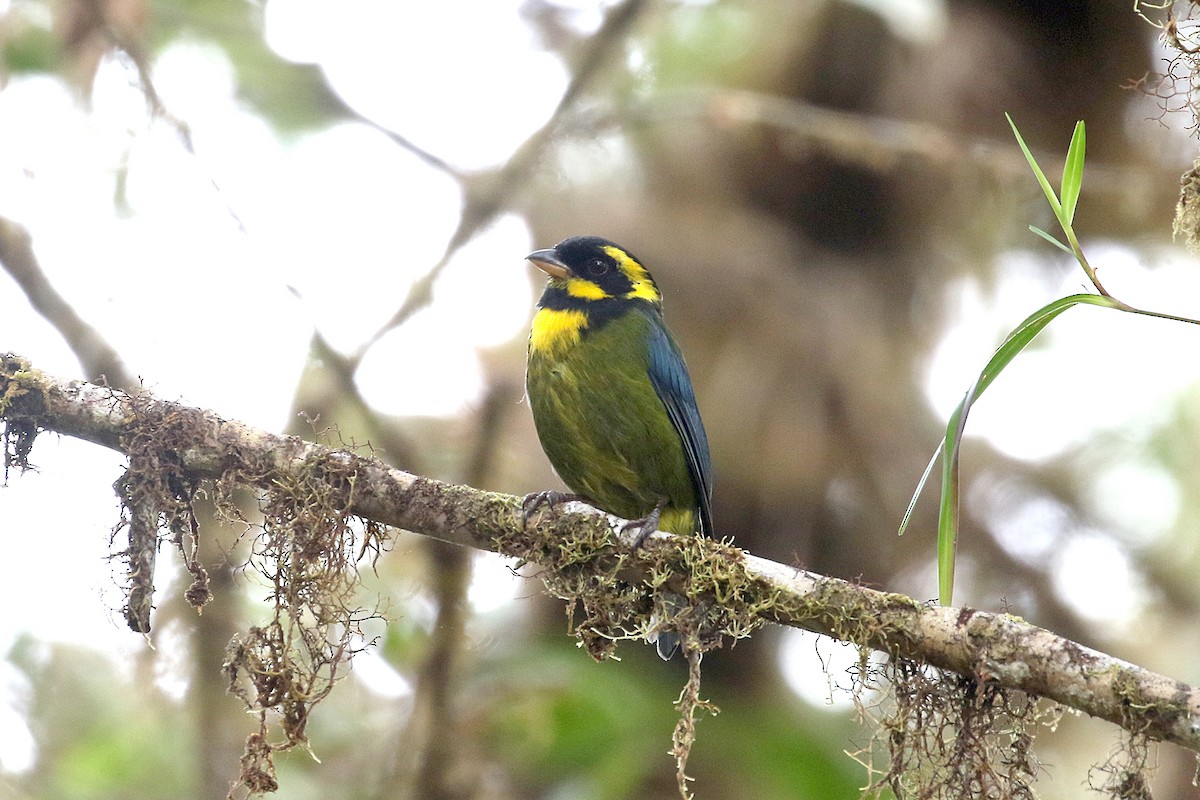 Gold-ringed Tanager - ML641208509