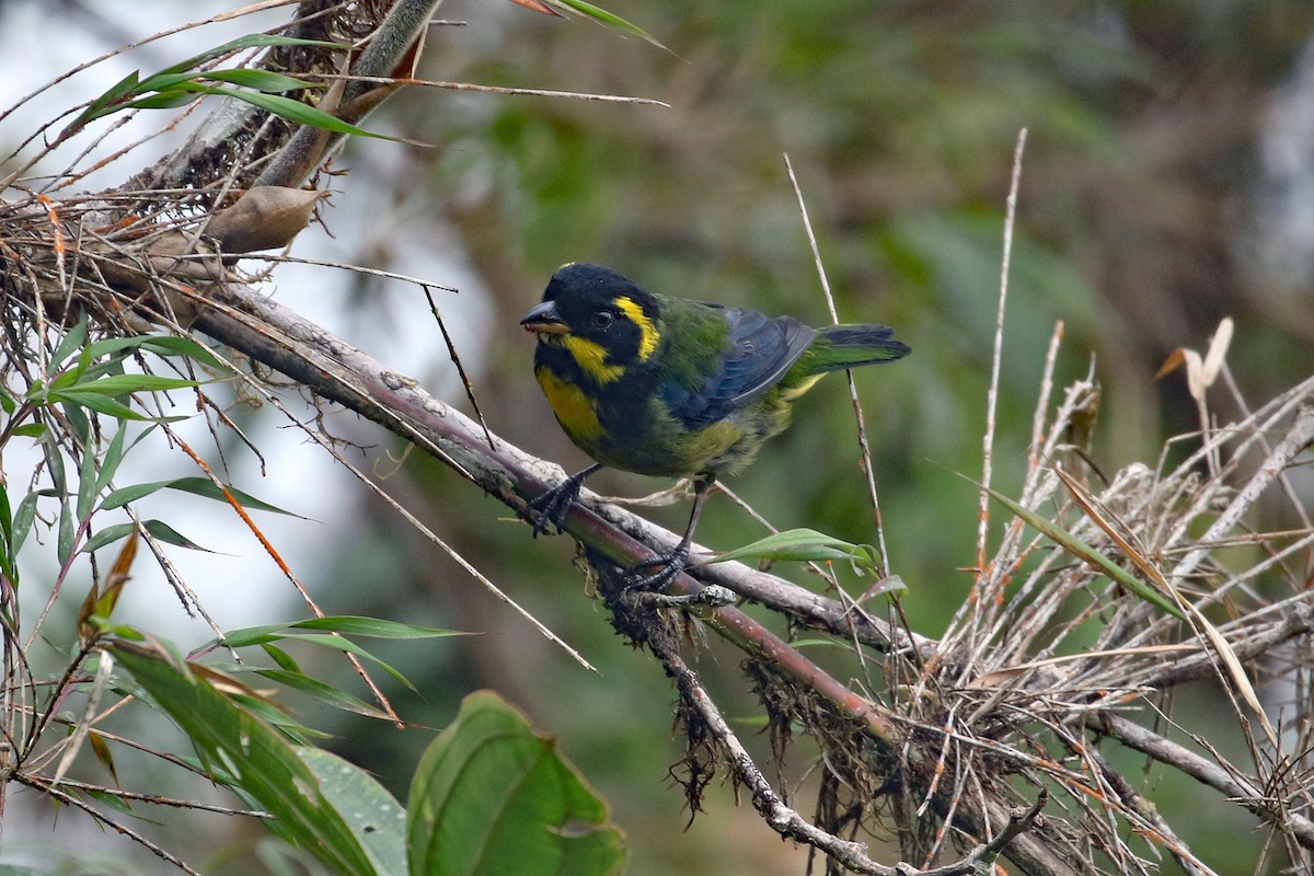 Gold-ringed Tanager - ML641208510