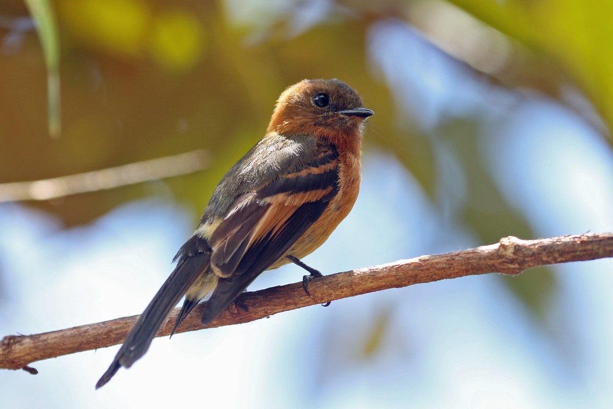 Cinnamon Flycatcher (Andean) - ML641208555