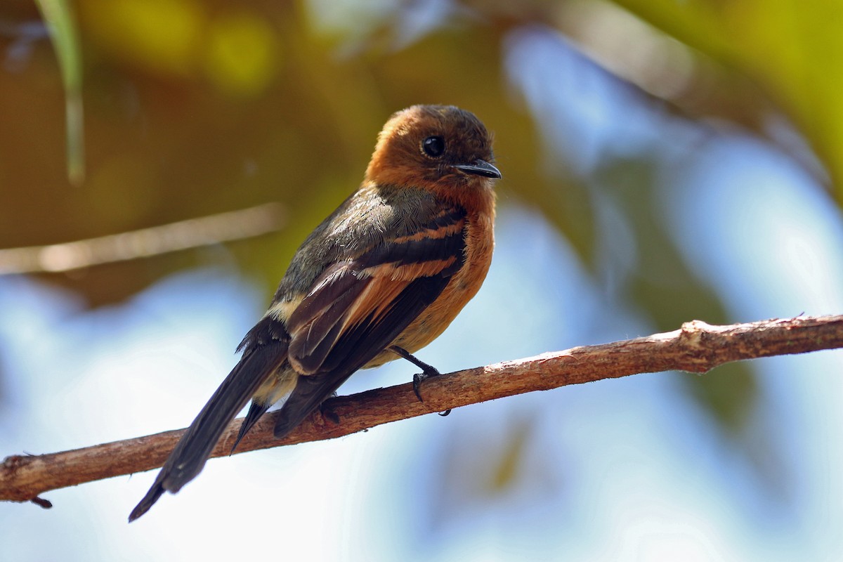 Cinnamon Flycatcher (Andean) - ML641208556