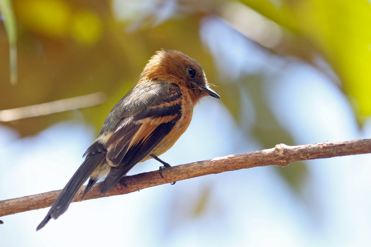 Cinnamon Flycatcher (Andean) - ML641208557