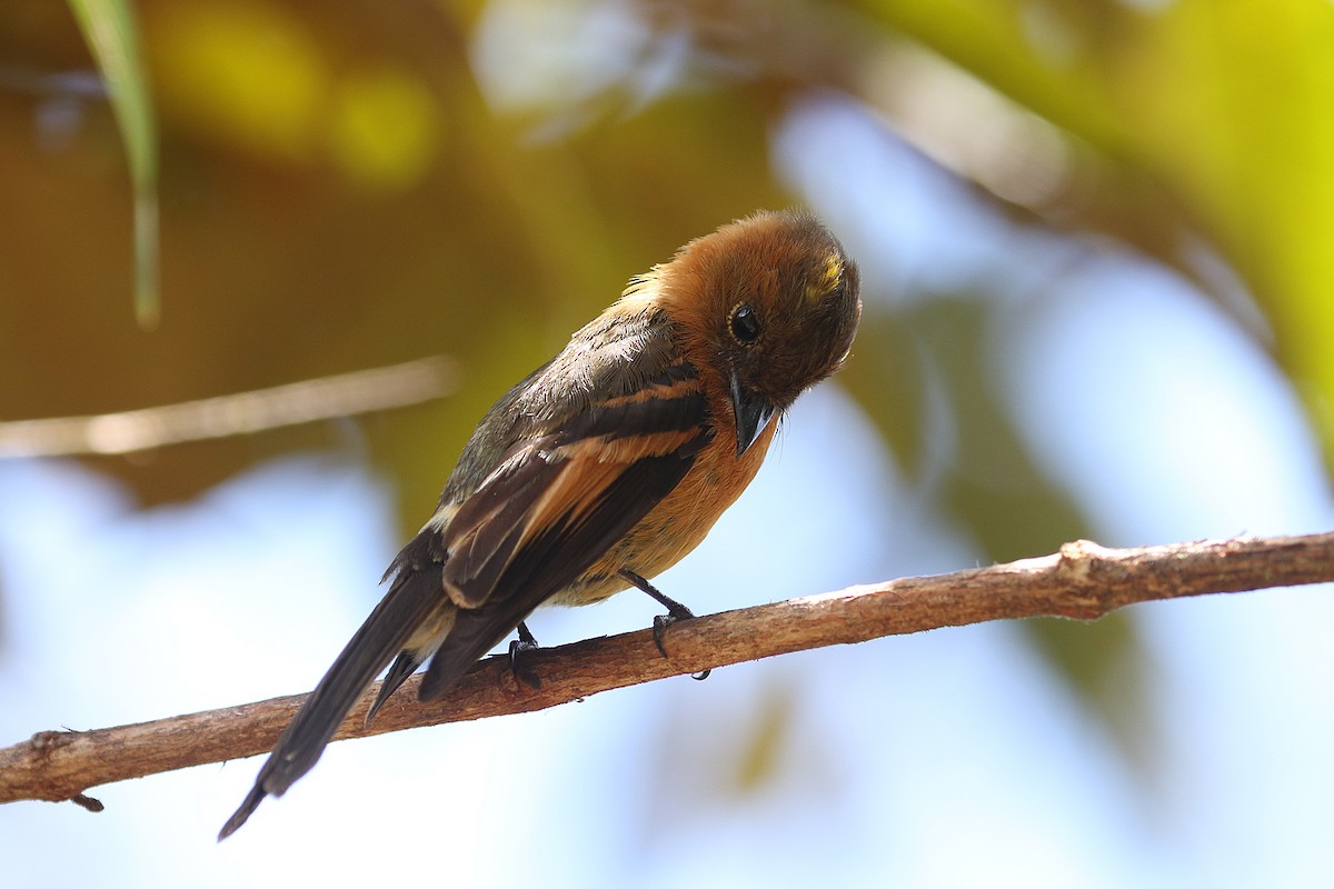 Cinnamon Flycatcher (Andean) - ML641208558