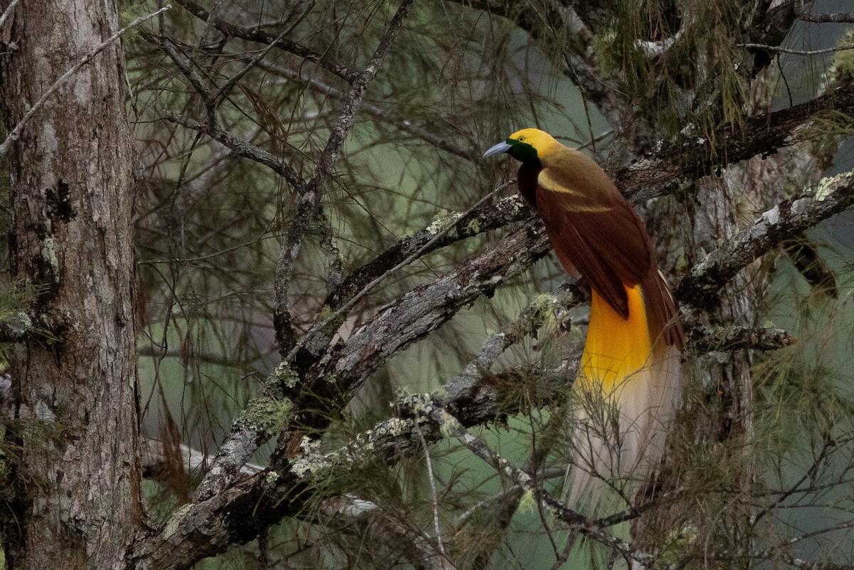 Kleinparadiesvogel - ML641208560