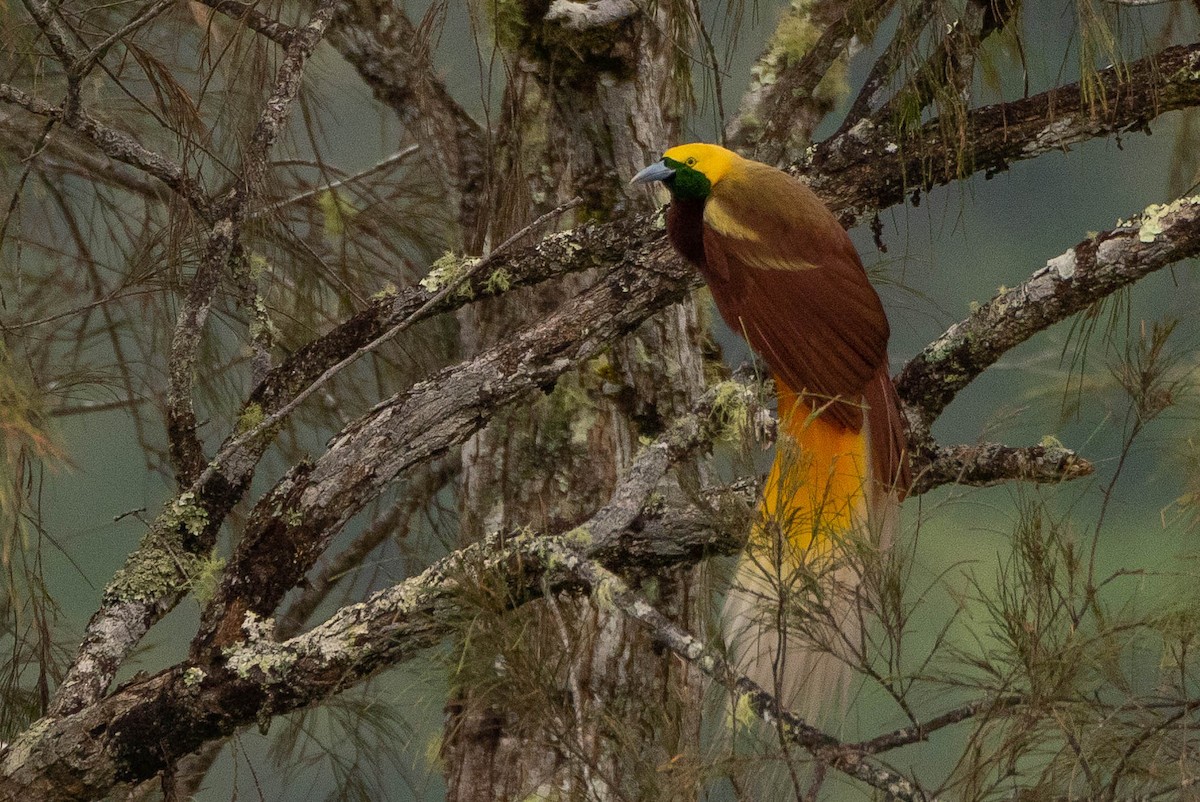 Kleinparadiesvogel - ML641208568