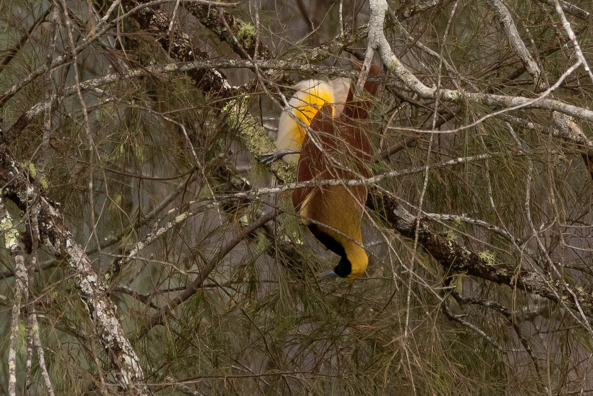 Kleinparadiesvogel - ML641208571