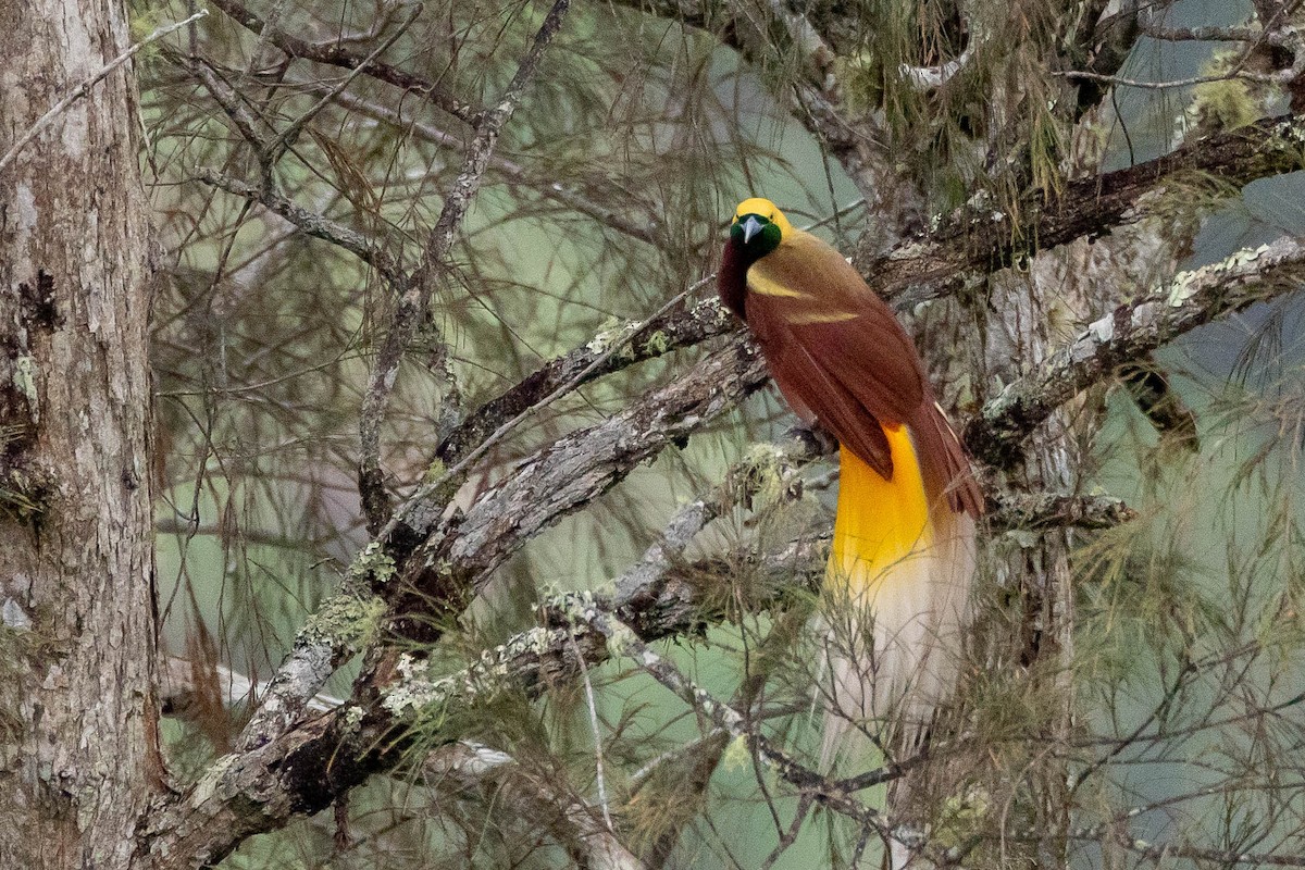 Kleinparadiesvogel - ML641208580