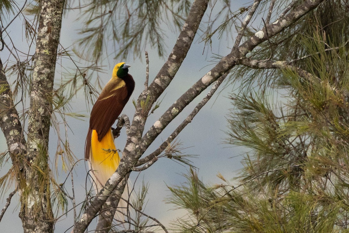 Kleinparadiesvogel - ML641208583