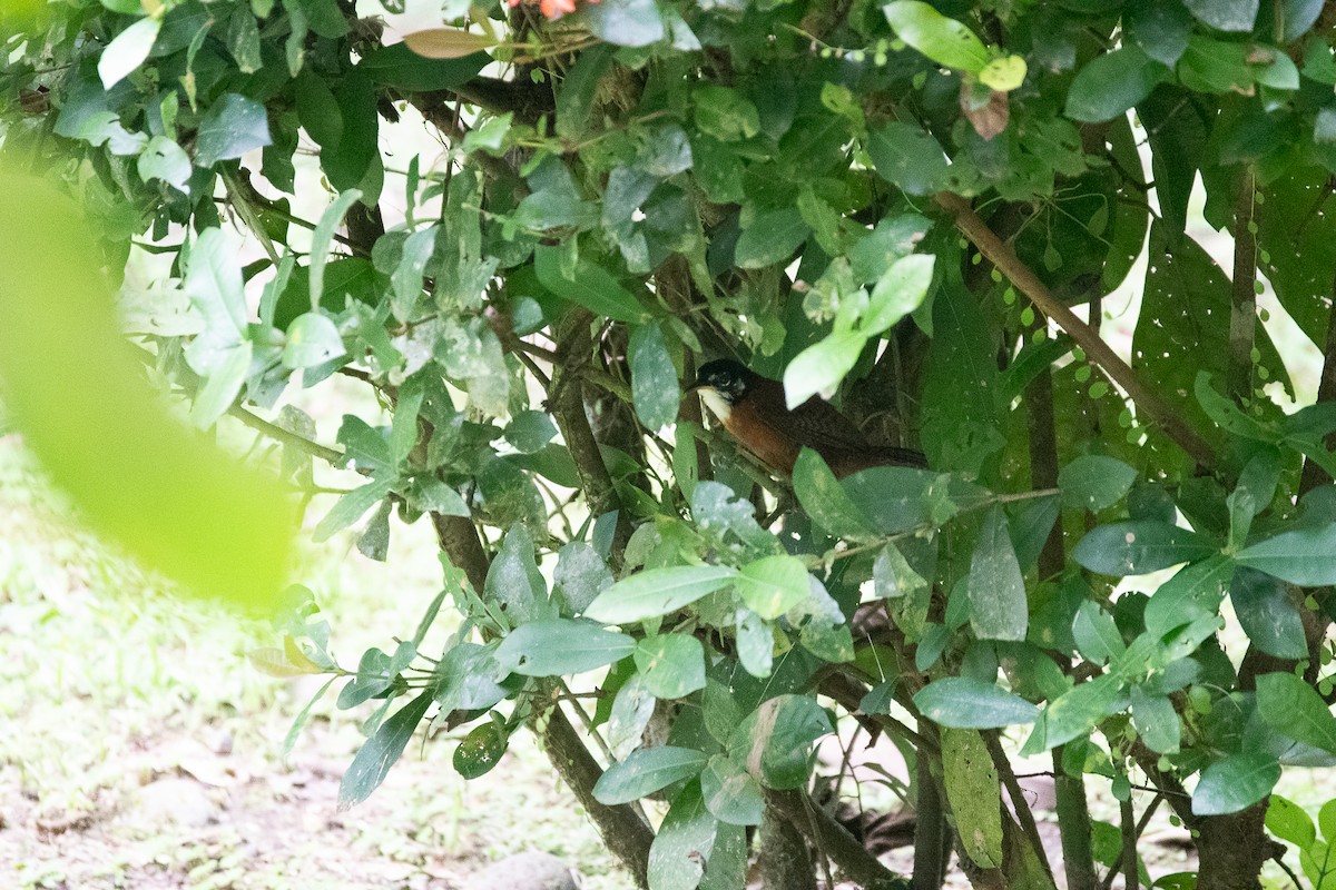 Bay Wren - ML641208599