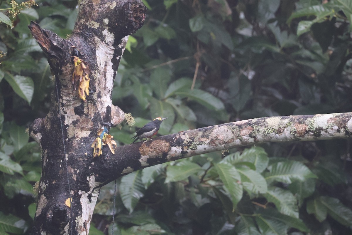 Yellow-tufted Woodpecker - ML641208604