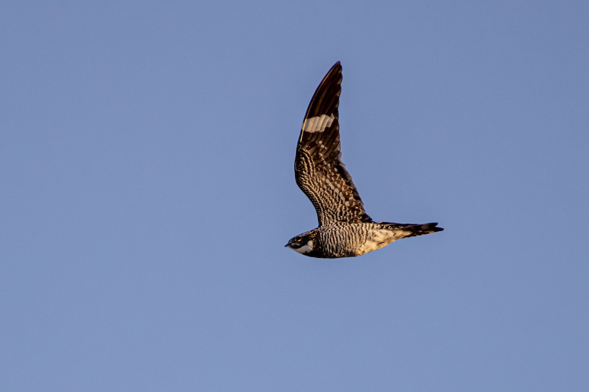 Common Nighthawk - ML641208614