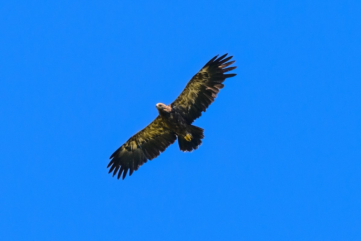 Schreiadler - ML641208669