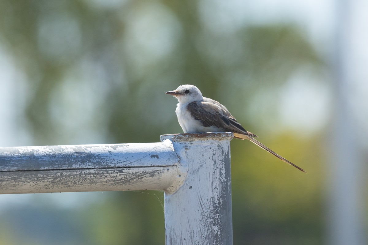 Scissor-tailed Flycatcher - ML641208680