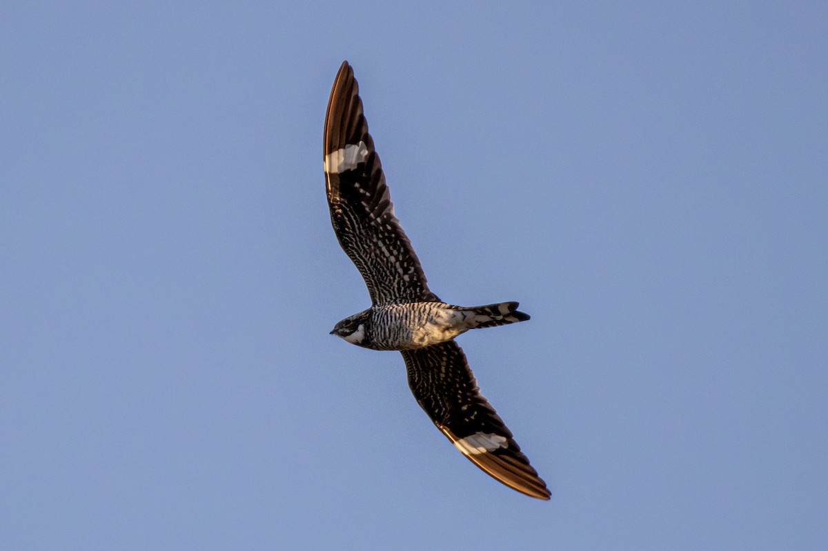 Common Nighthawk - ML641208688