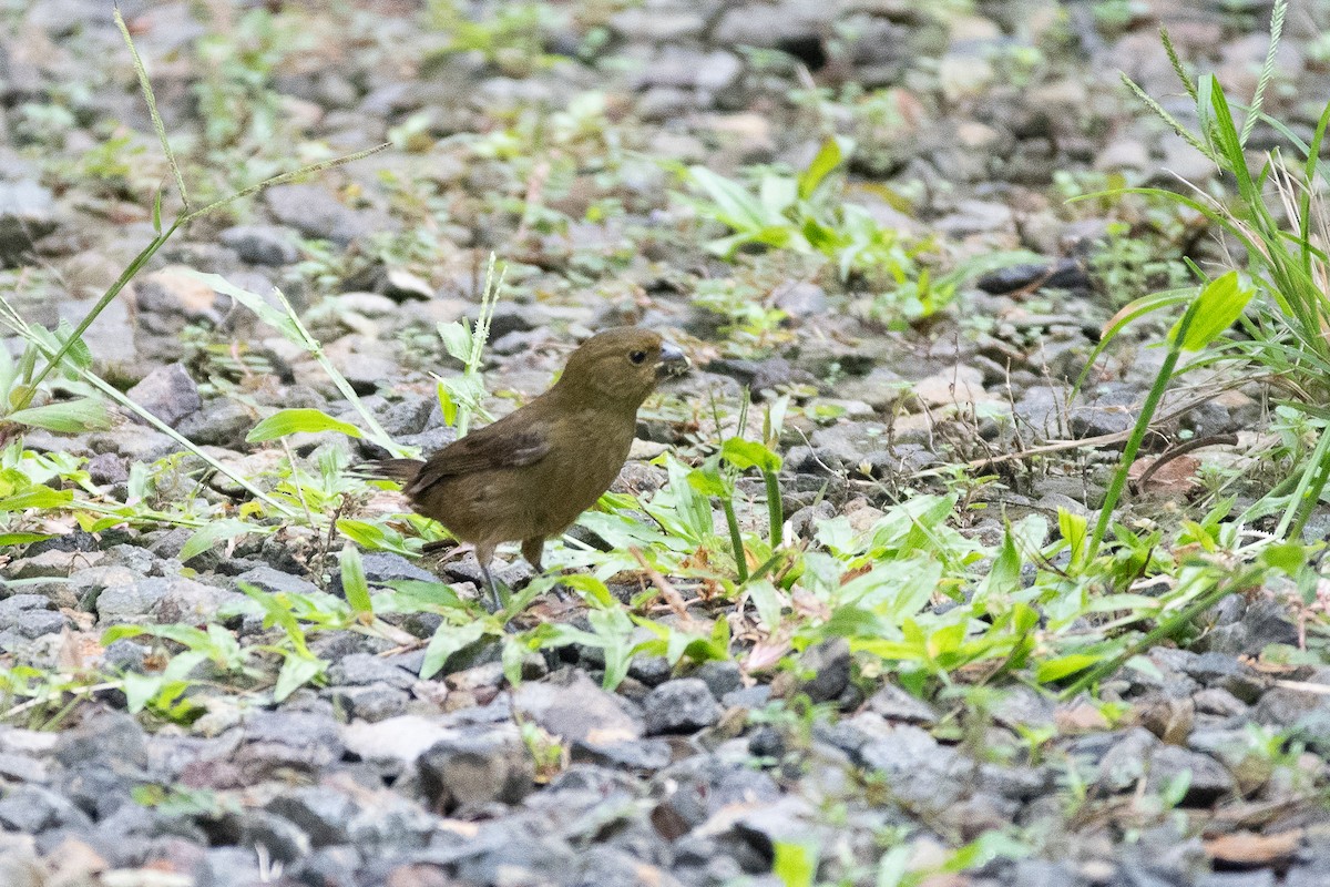 Variable Seedeater - ML641208709