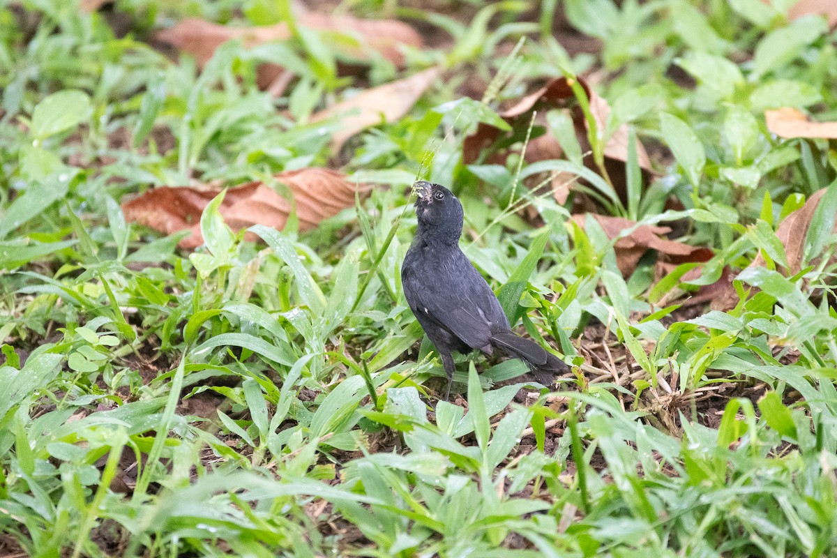 Variable Seedeater - ML641208710