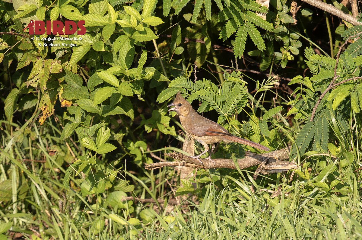 Cardinal rouge - ML641208730