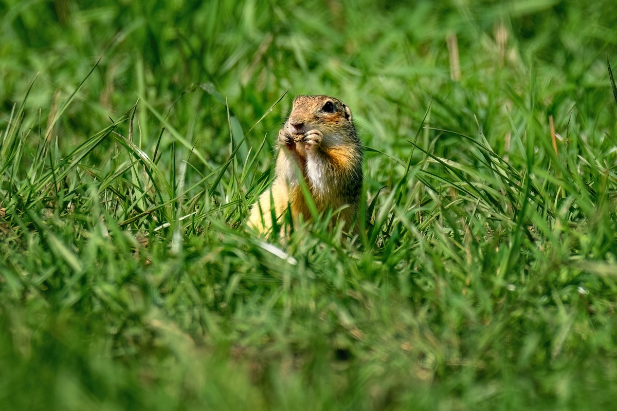Speckled Ground Squirrel - ML641208789