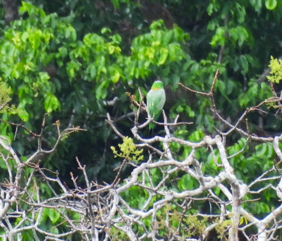 Yellow-breasted Racquet-tail - ML641208813