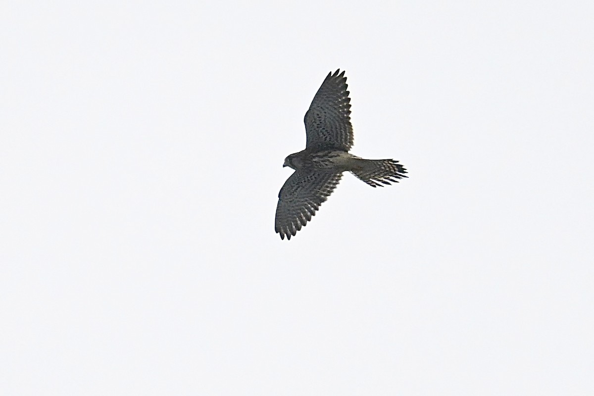 Eurasian Kestrel - ML641208911