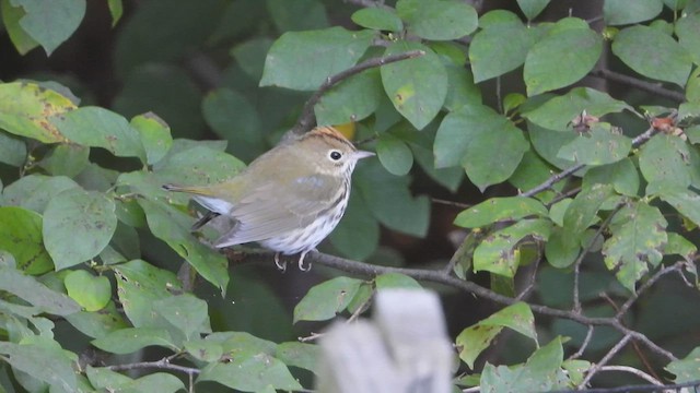 Ovenbird - ML641208937