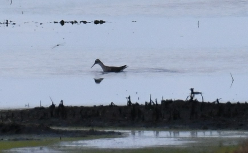 lyskonoh dlouhozobý - ML641208938