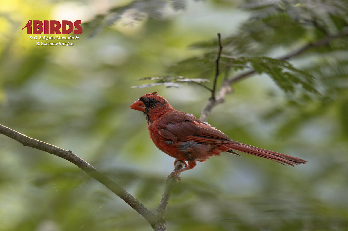 Cardinal rouge - ML641209002