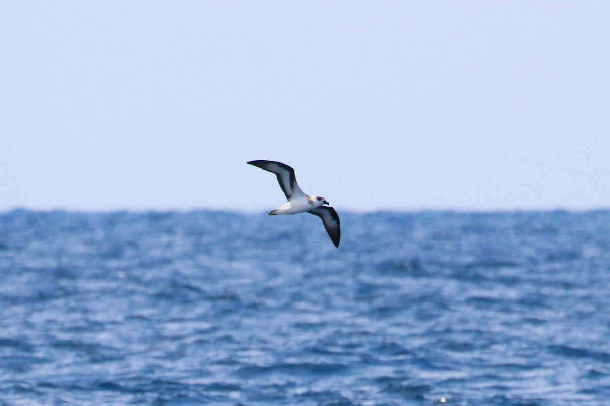 Black-capped Petrel - ML641209031