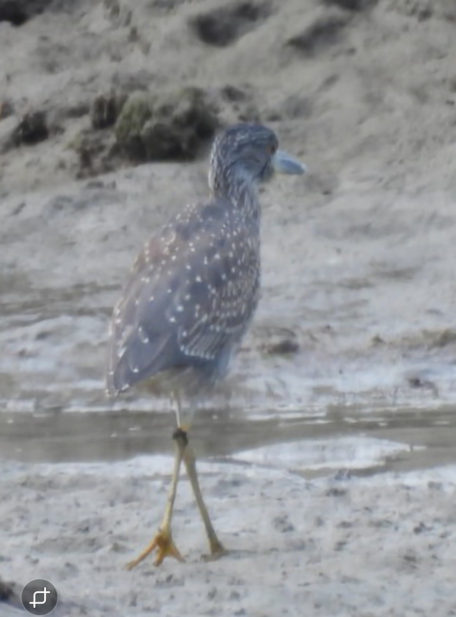 Yellow-crowned Night Heron - ML641209057