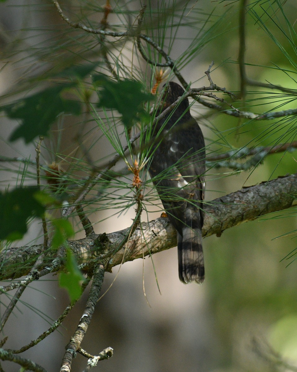 Sharp-shinned Hawk - ML641209077