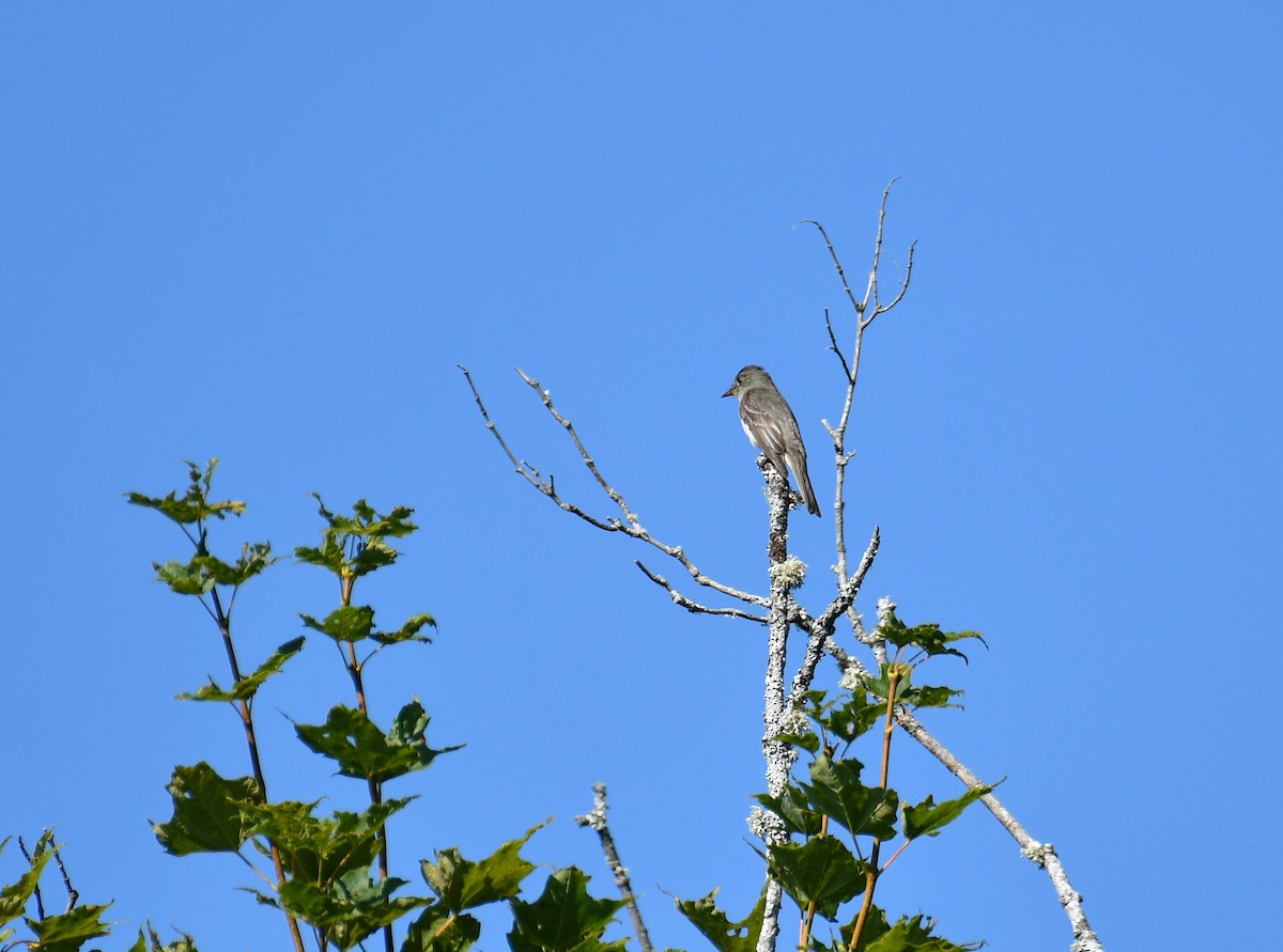 Eastern Wood-Pewee - ML641209091