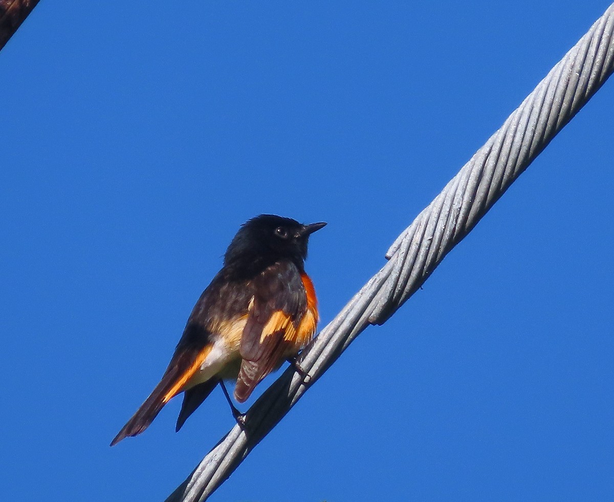 American Redstart - ML641209099
