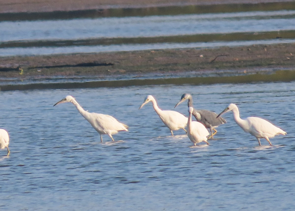 Little Blue Heron - ML641209126