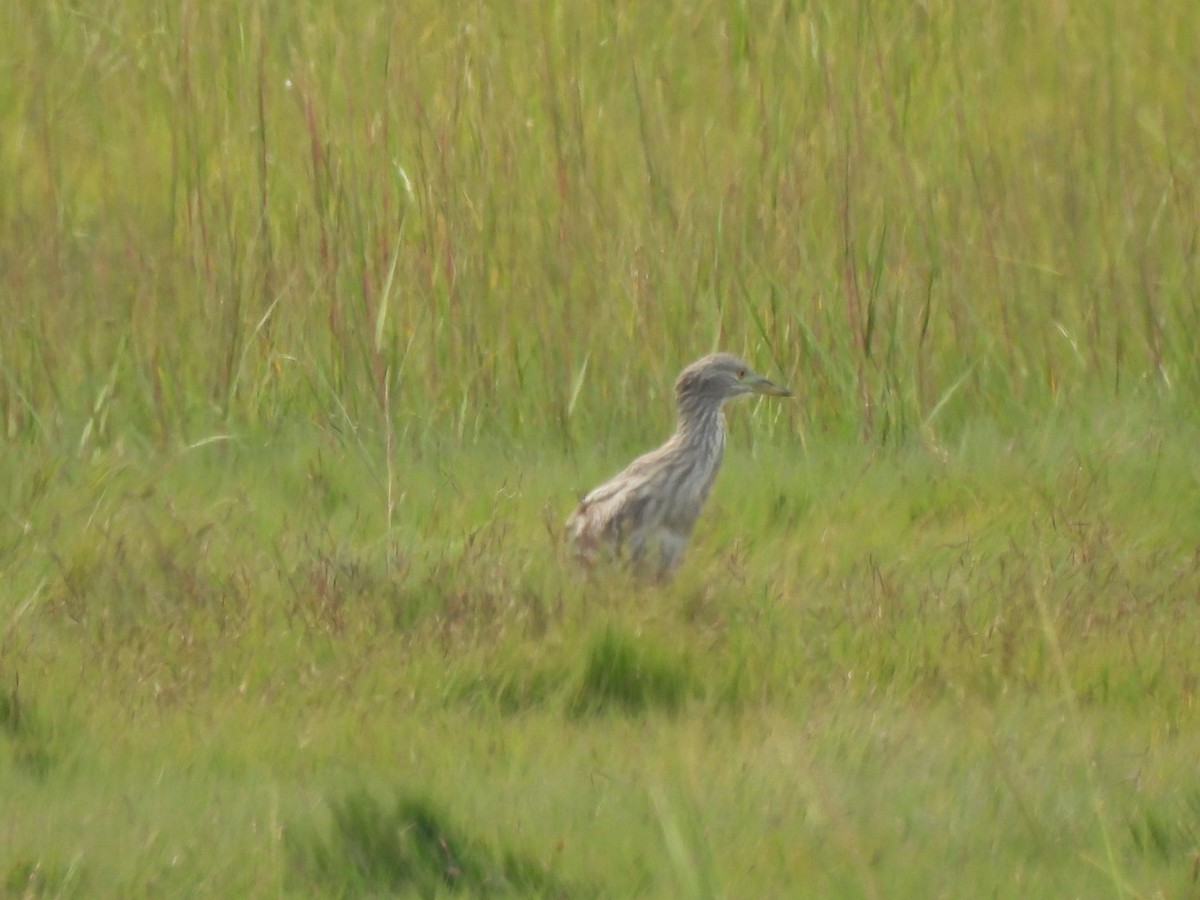 Black-crowned Night Heron - ML641209133