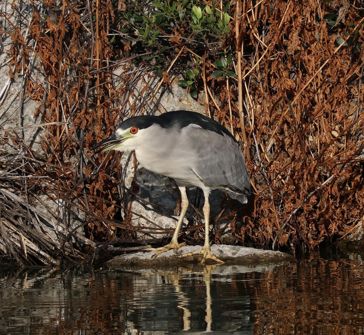 Black-crowned Night Heron - ML641209176